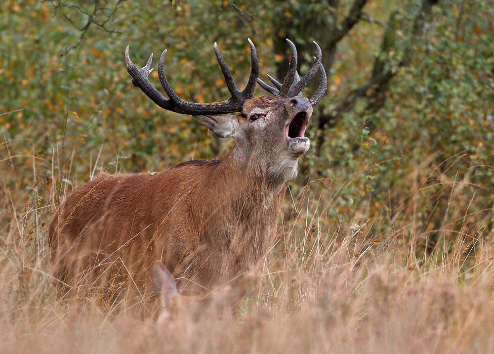 Red Deer
