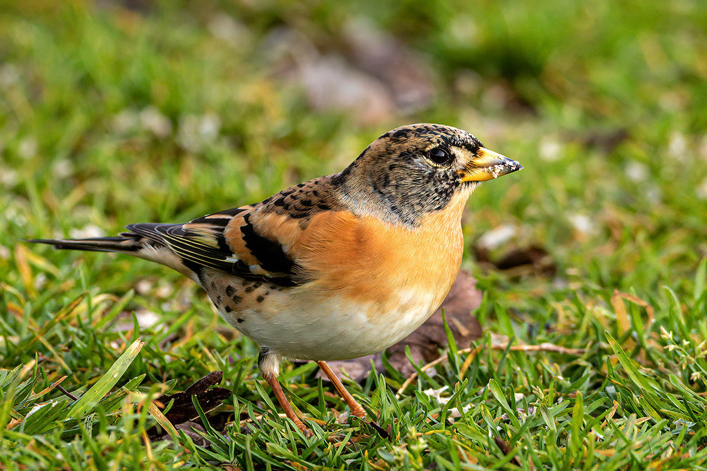 Brambling
