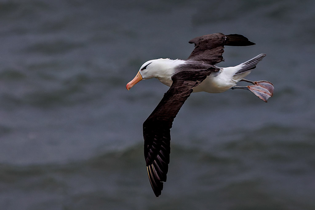 Black-browed Albatross