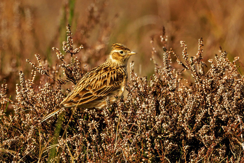 Skylark