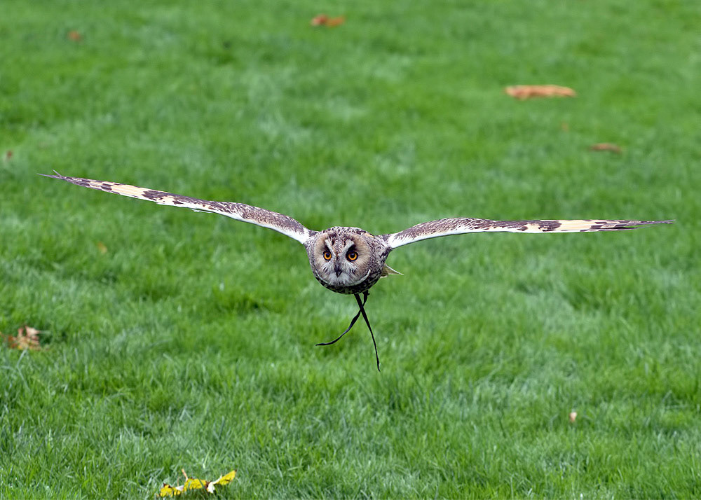 Long-eared Owl