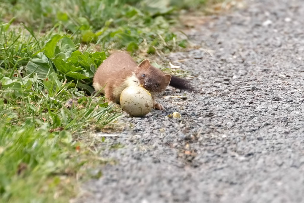 Stoat