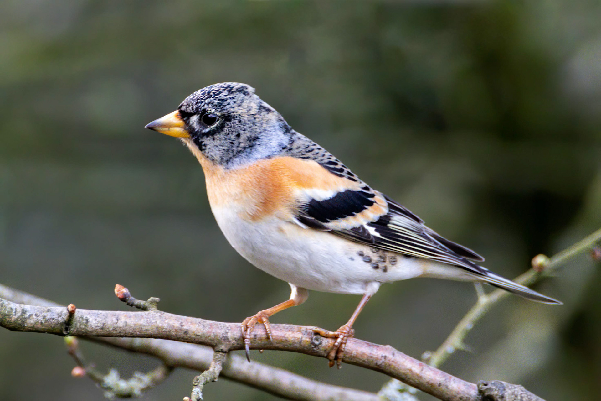 Brambling