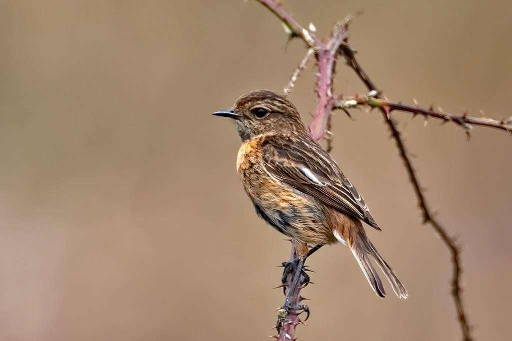 Stonechat