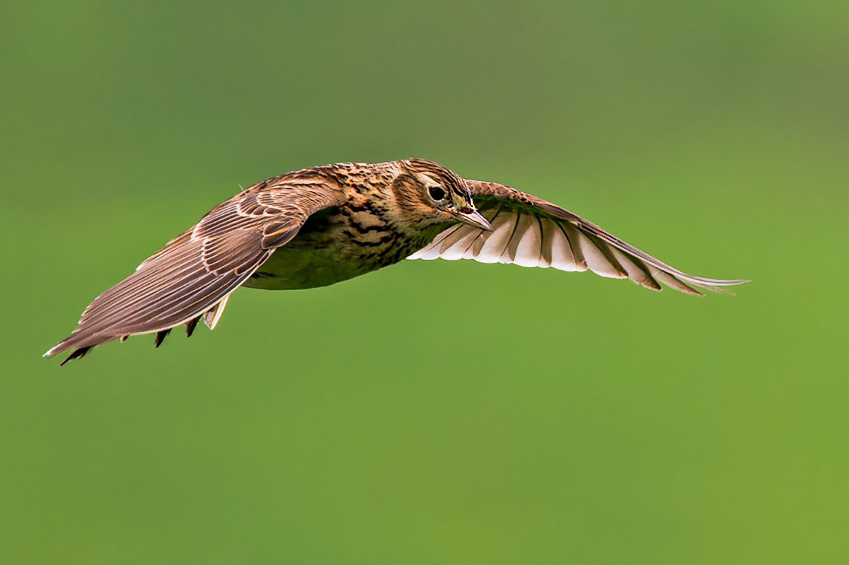 Skylark