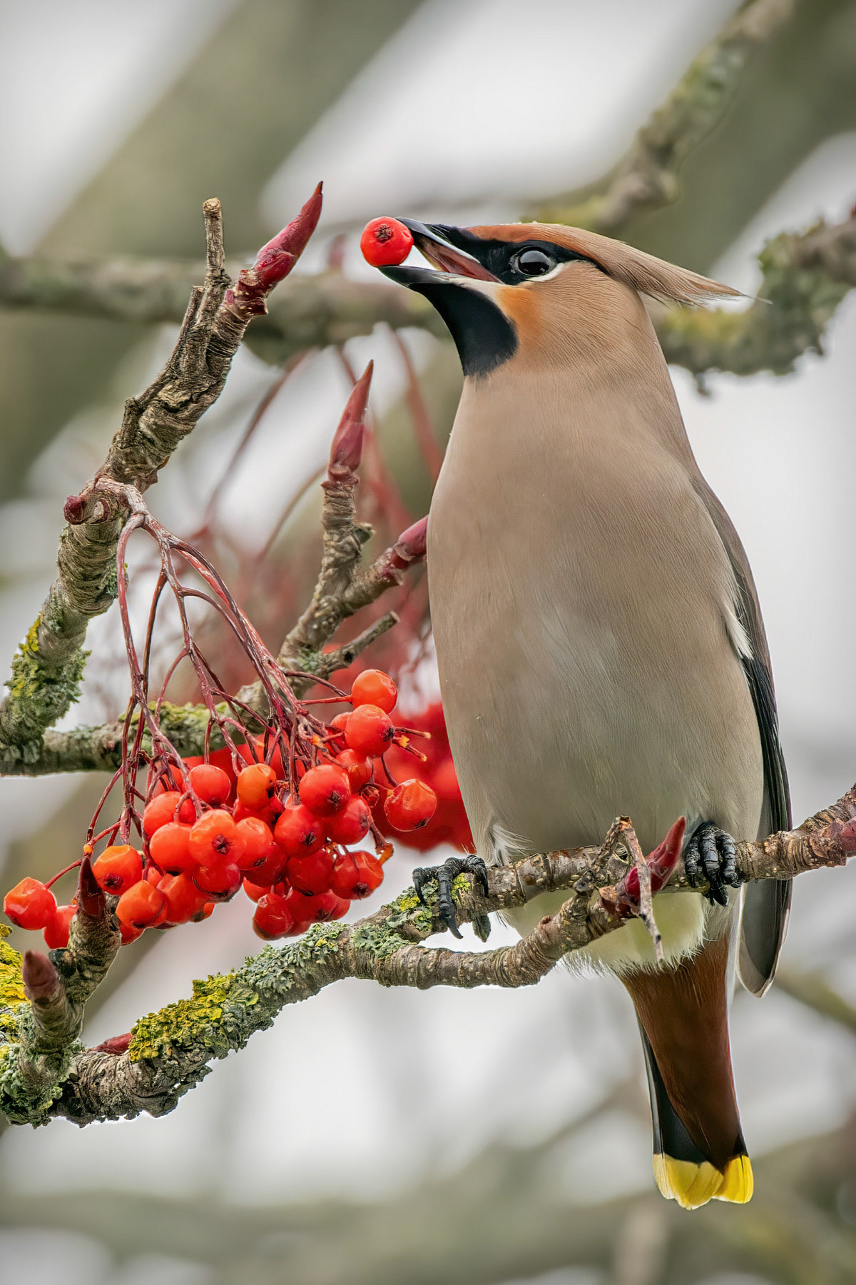 Waxwing