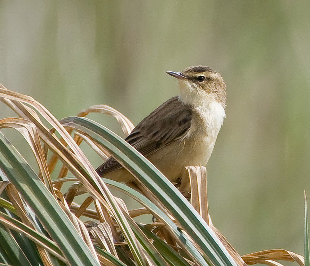 Sedge Warbler