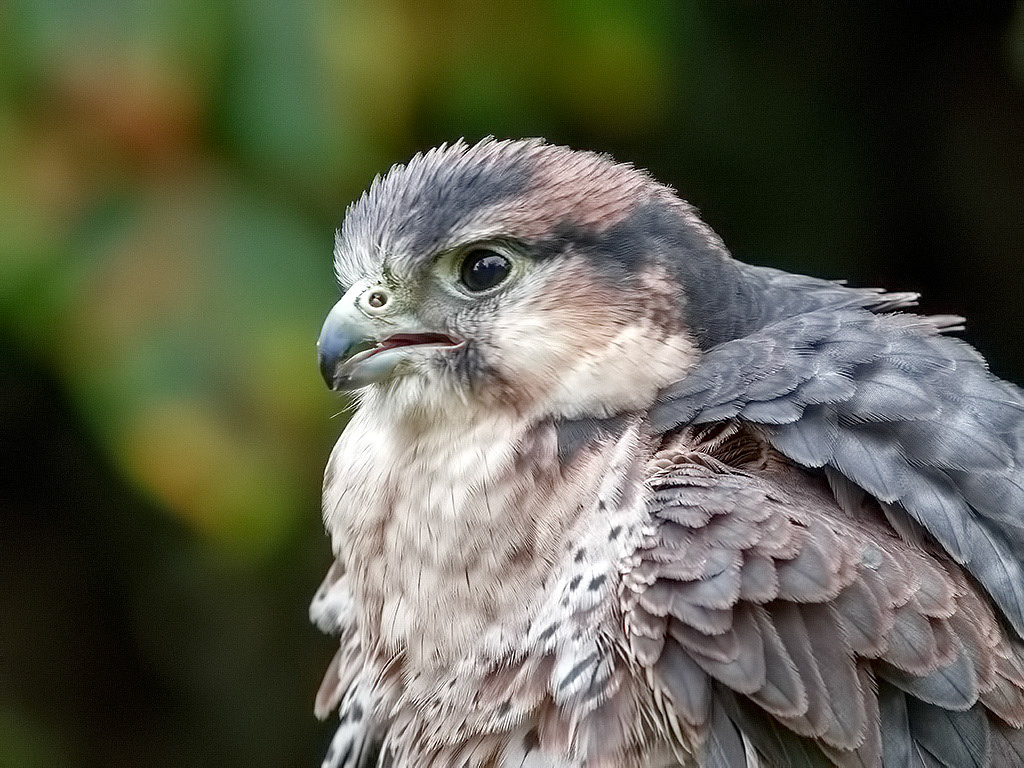 Peregrine