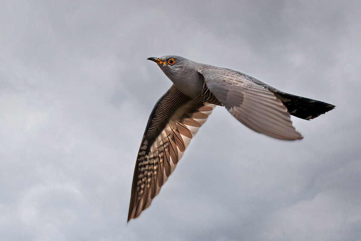 Cuckoo