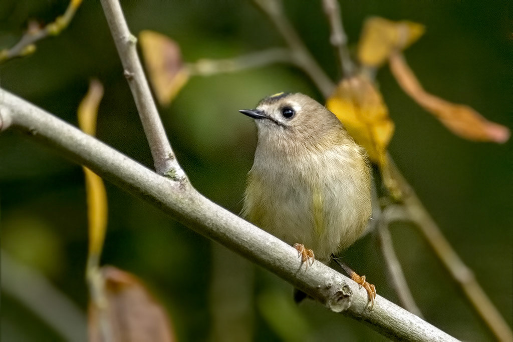 Goldcrest