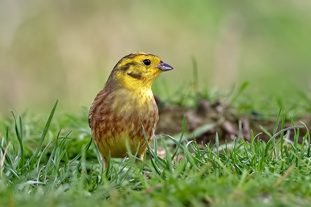 Yellowhammer