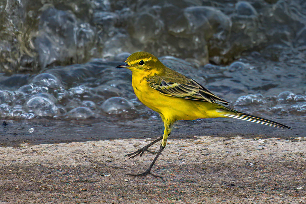 Yellow Wagtail