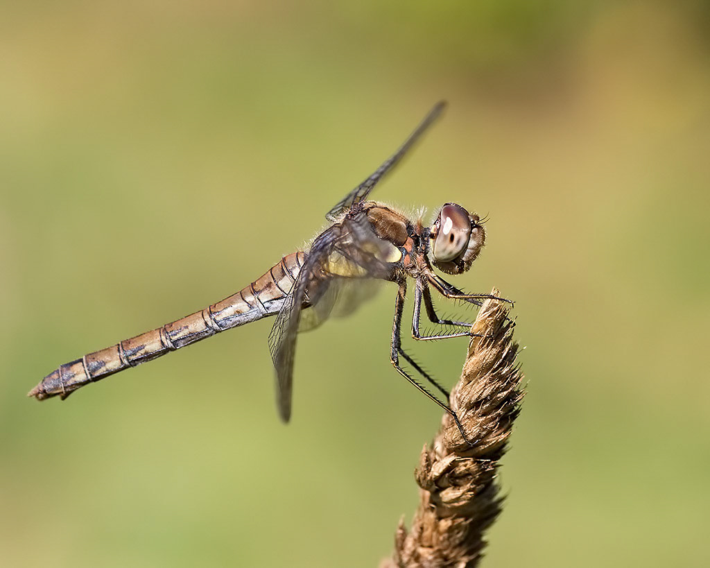 Common Darter
