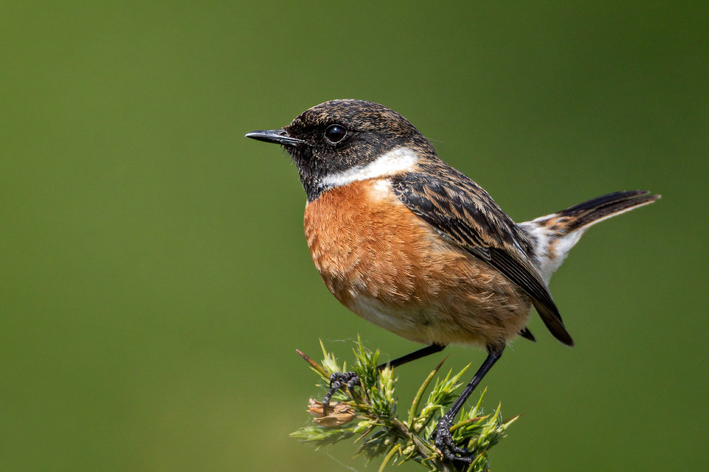 Stonechat
