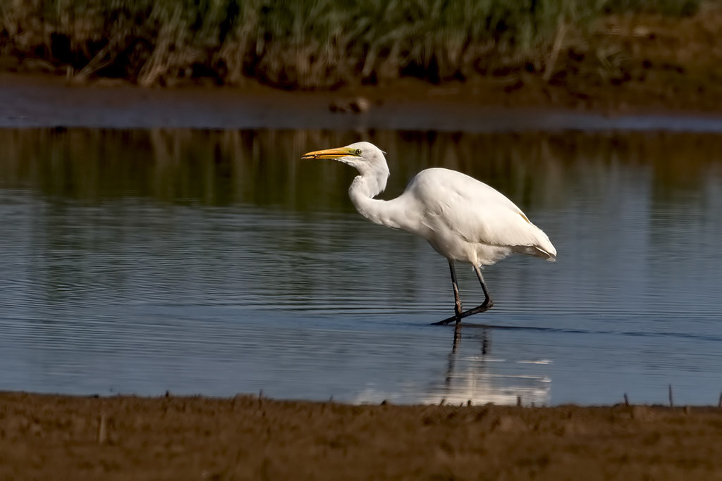 Great White Egret