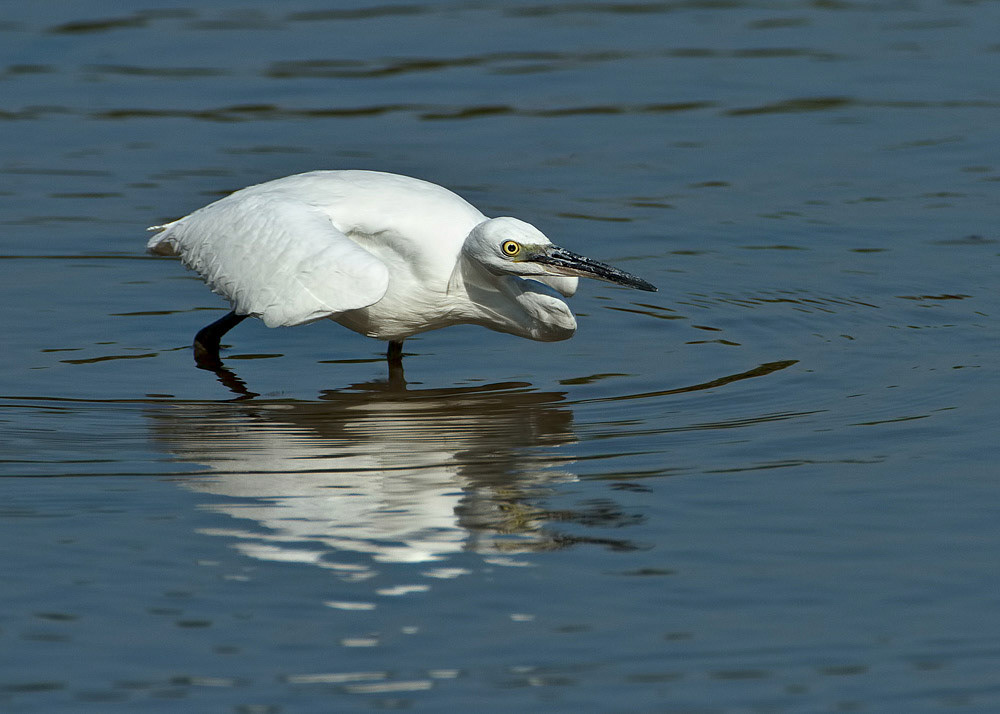 Little Egret