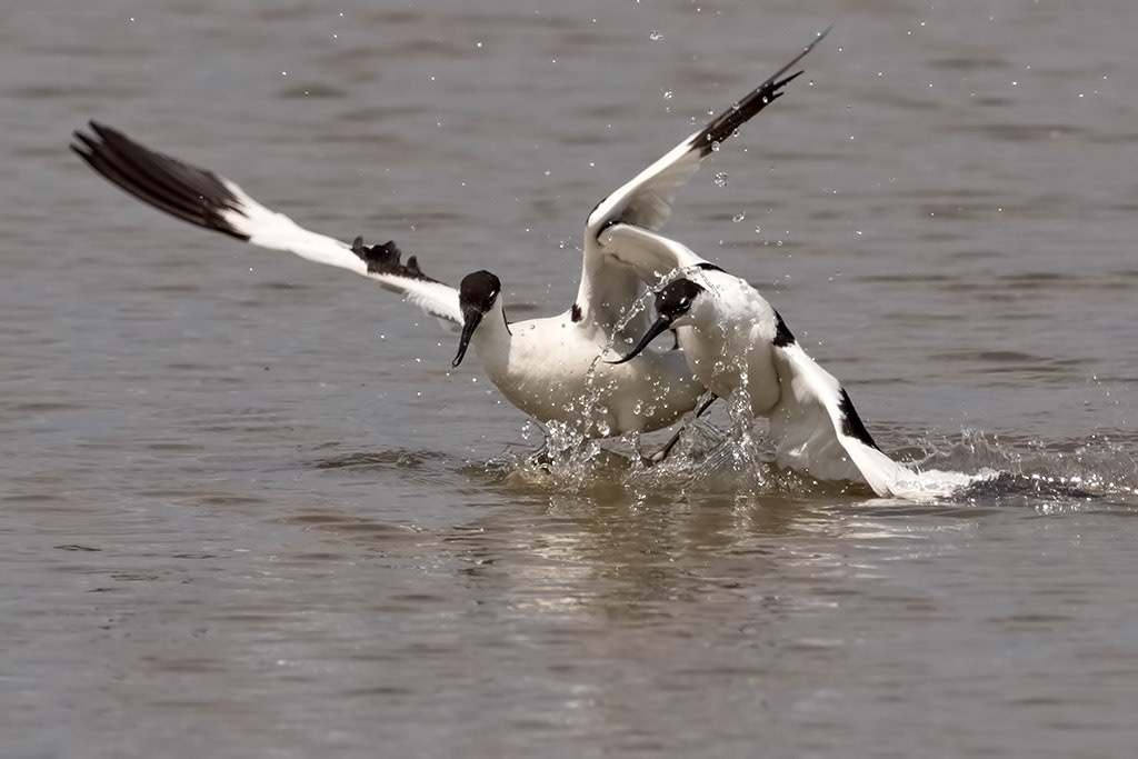 Avocet