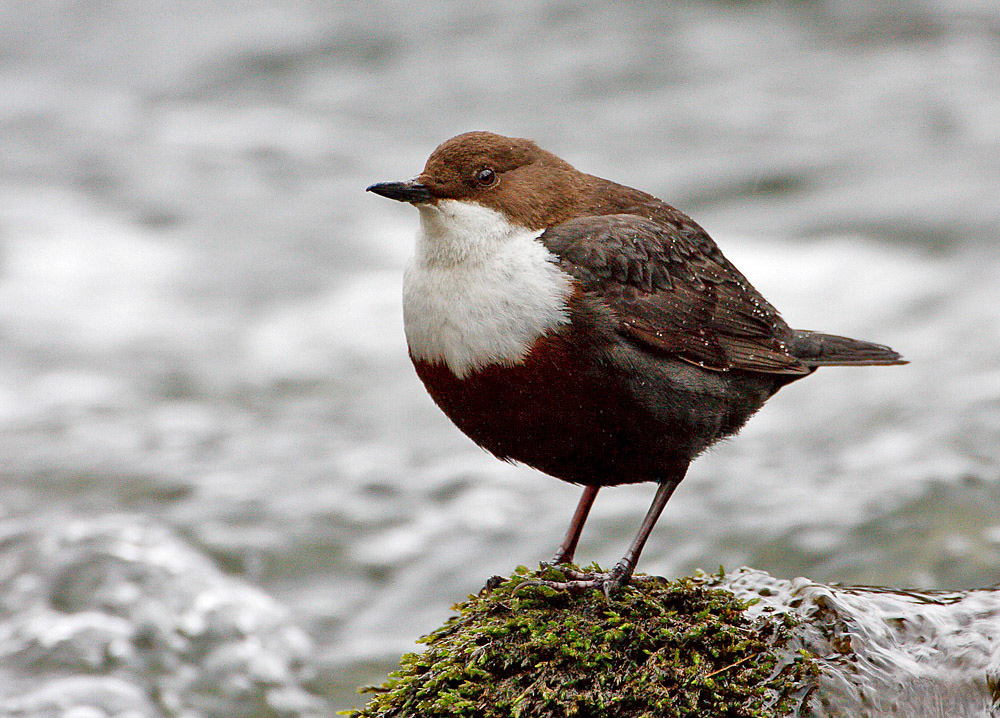 Dipper
