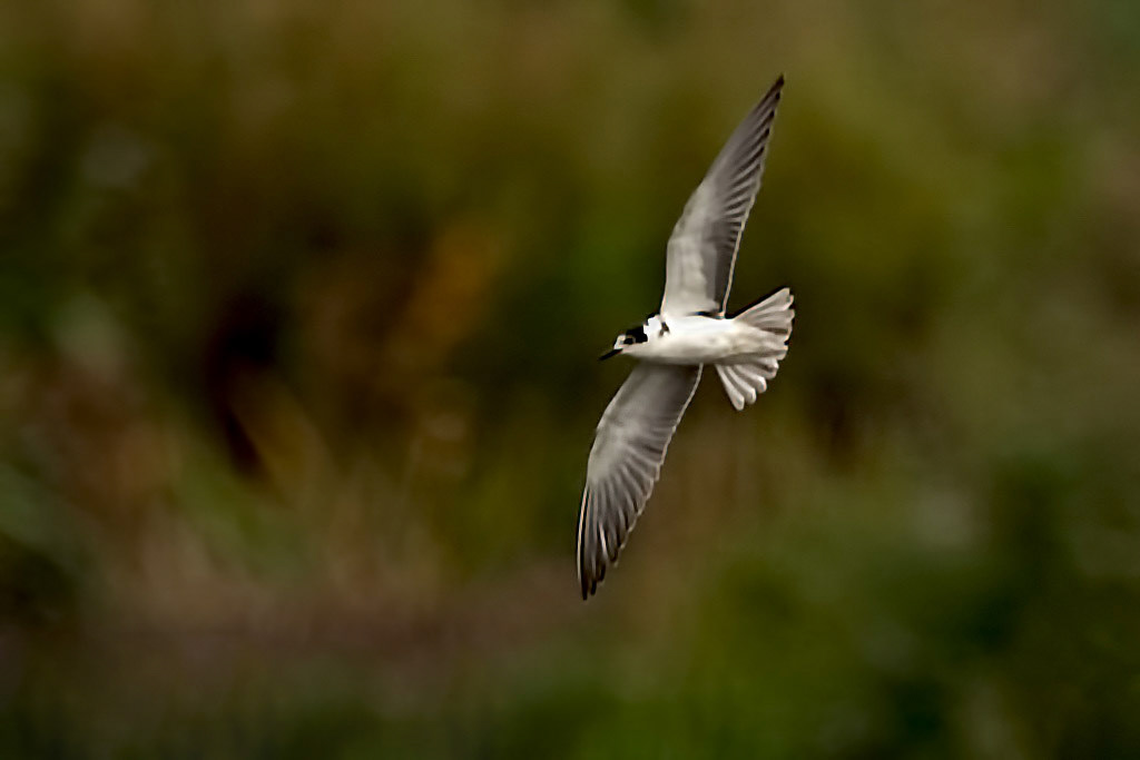 Juvenile Black Tern