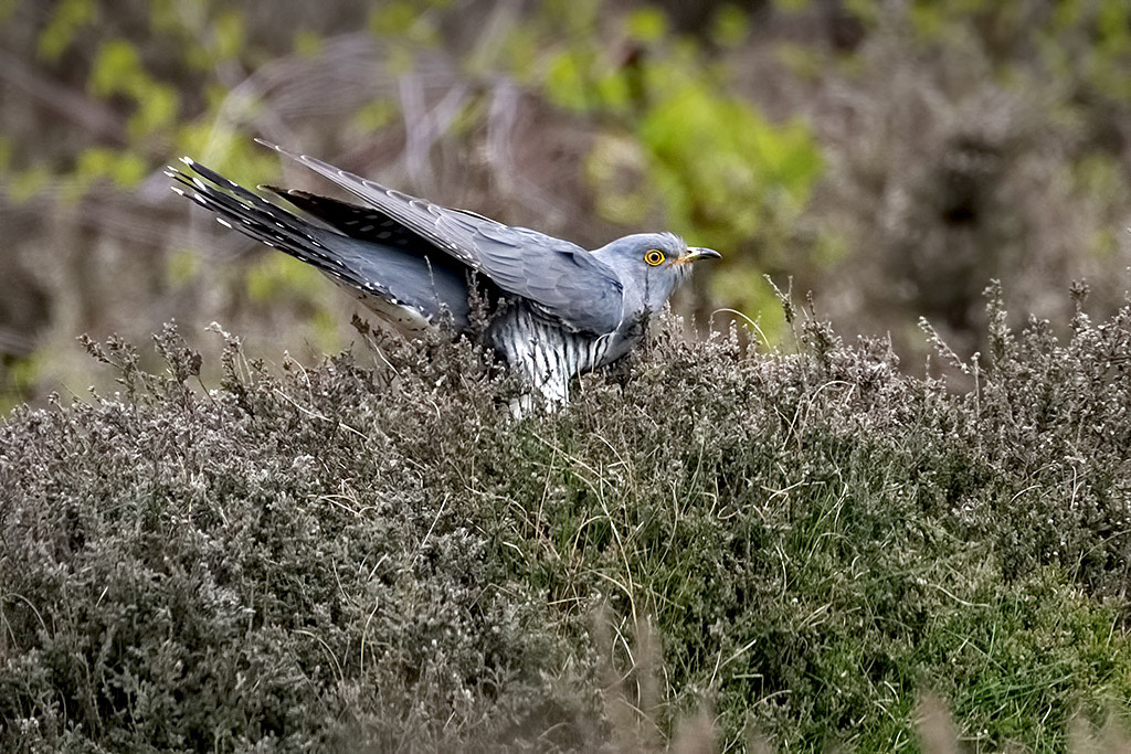 Cuckoo