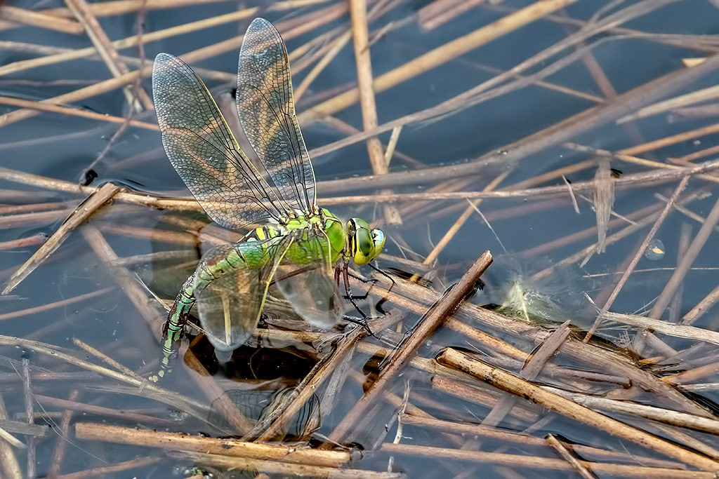 Emperor Dragonfly