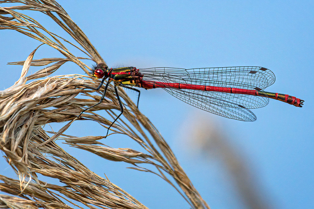 Large Red Damselfly