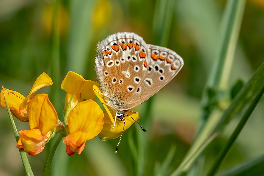 Common Blue