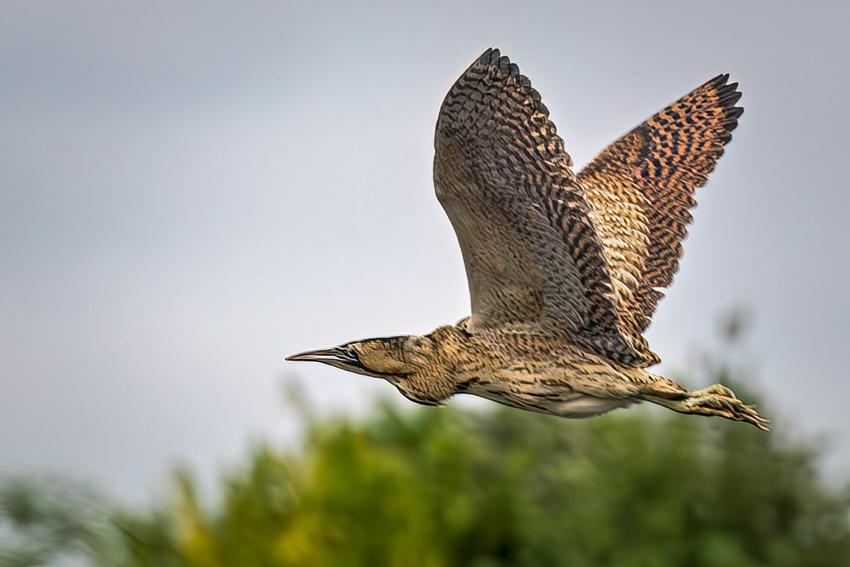 Bittern