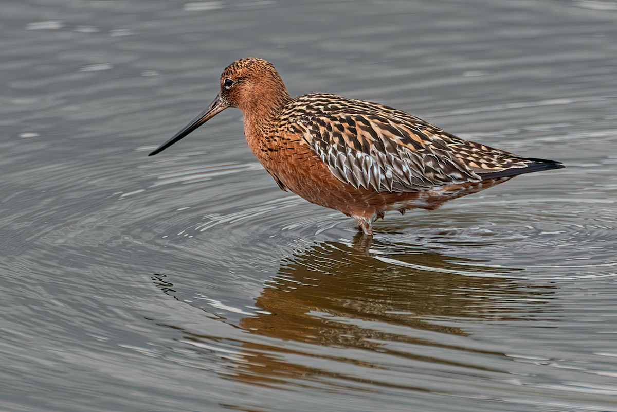 Bar-tailed Godwit