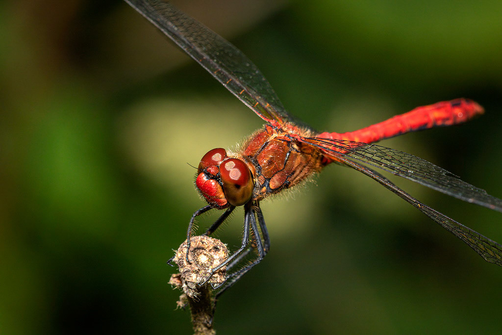 Ruddy Darter