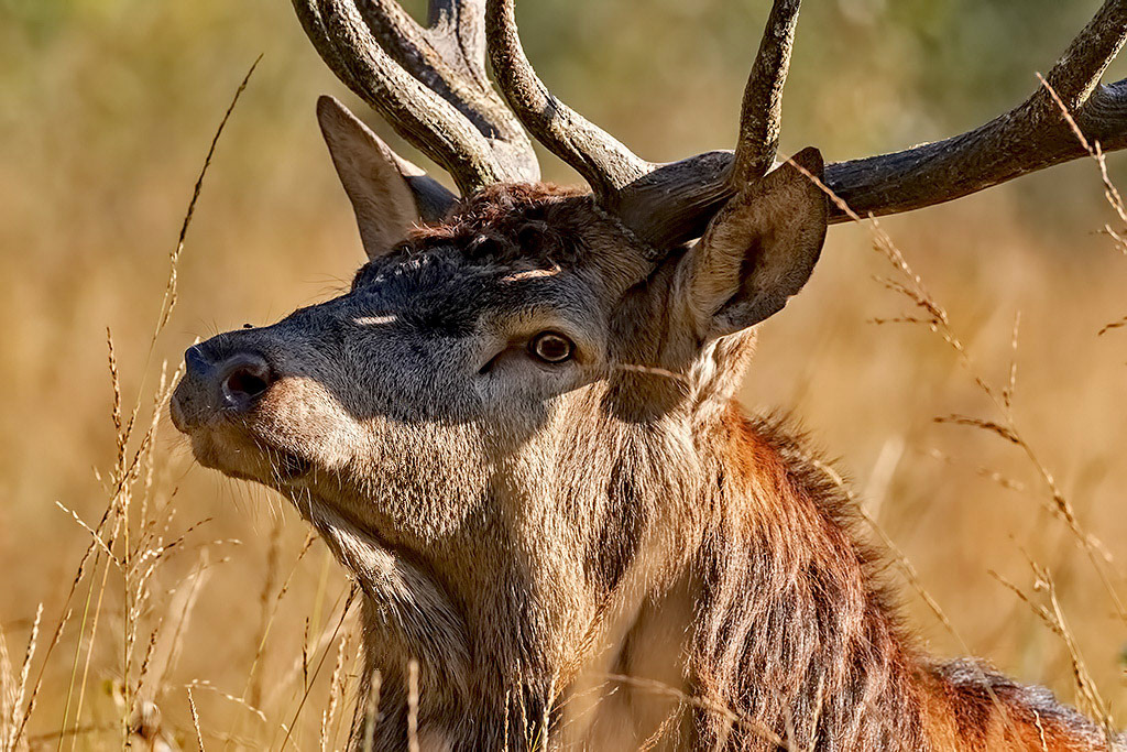 Red Deer