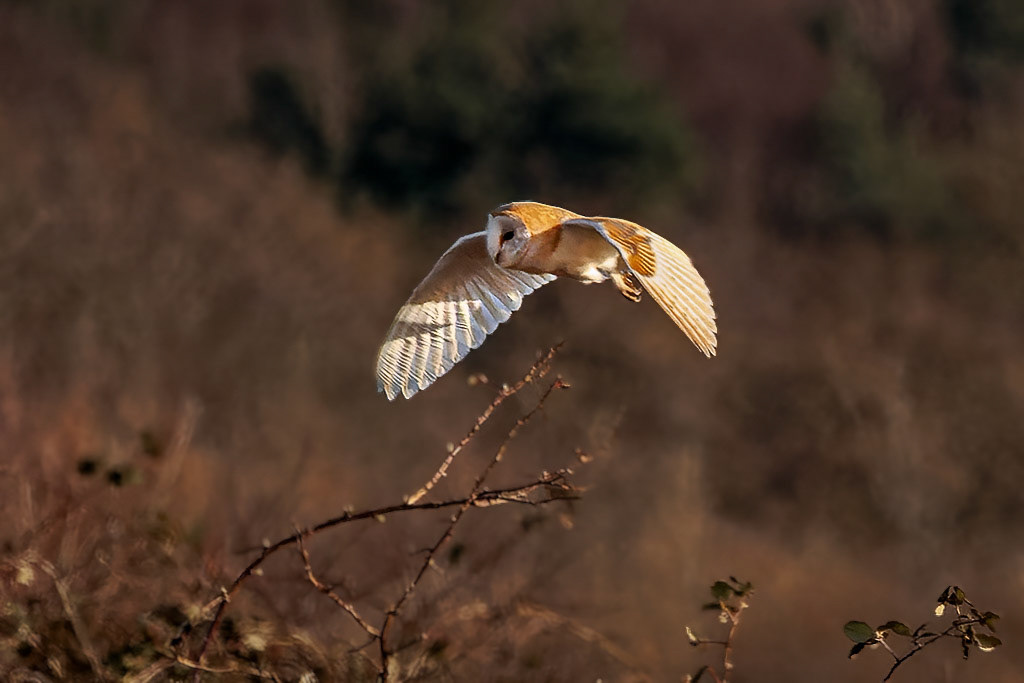 Barn Owl