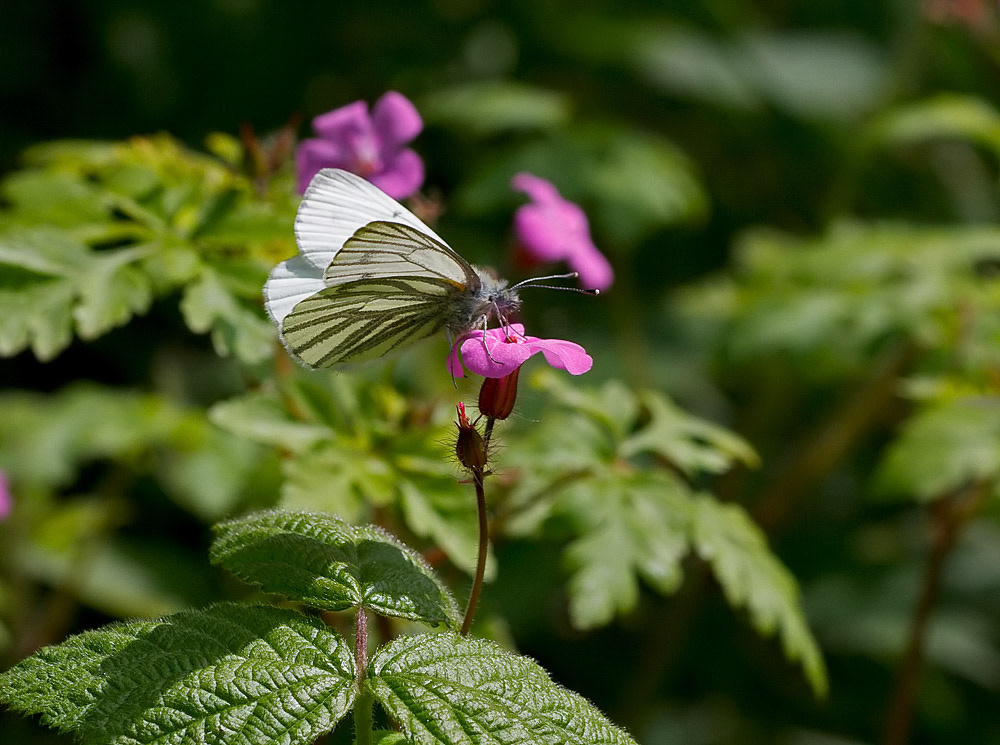 Green-veined White