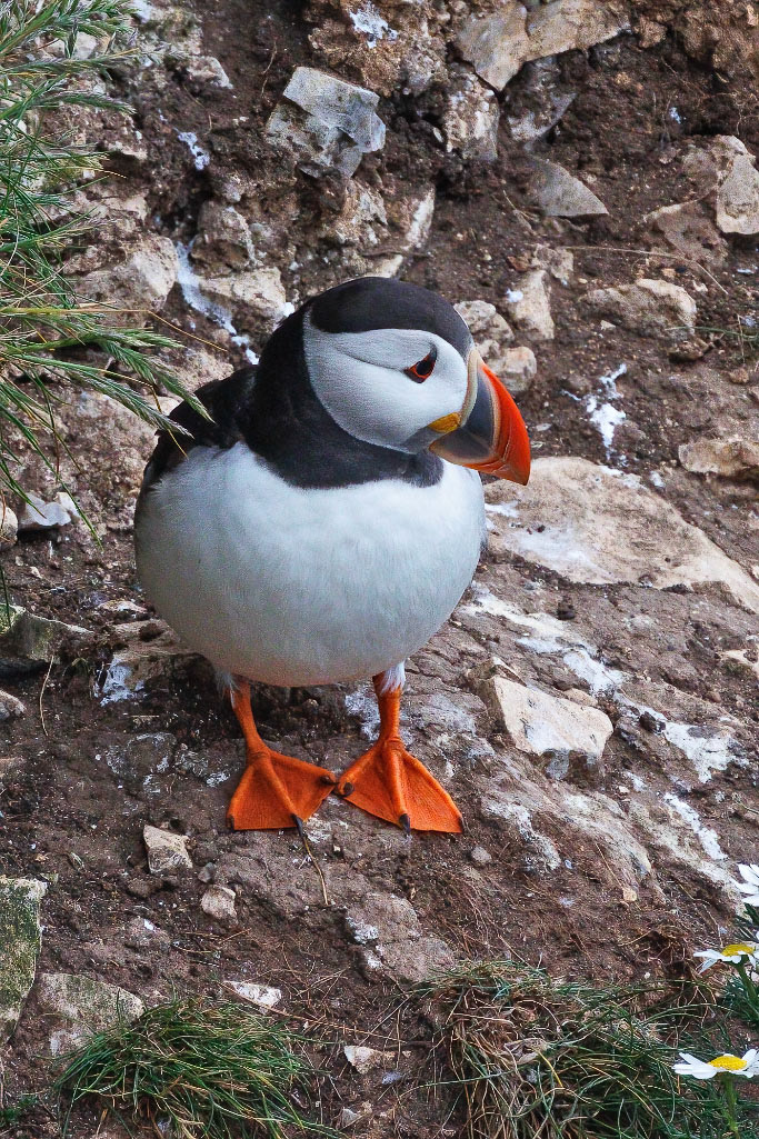 Puffin