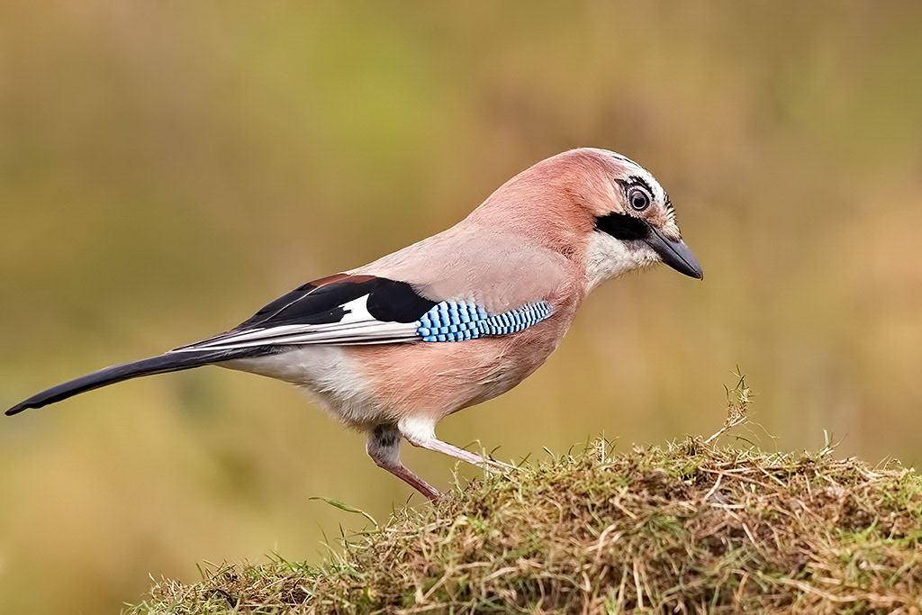Jay