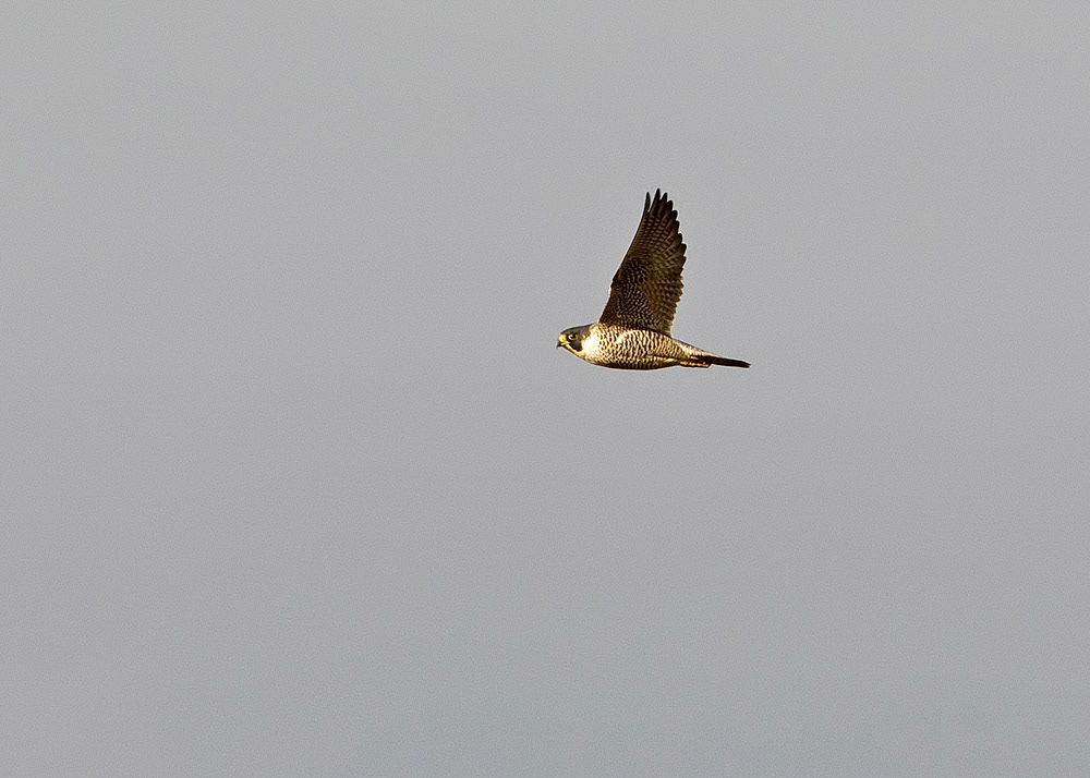 Peregrine