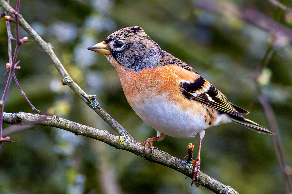 Brambling