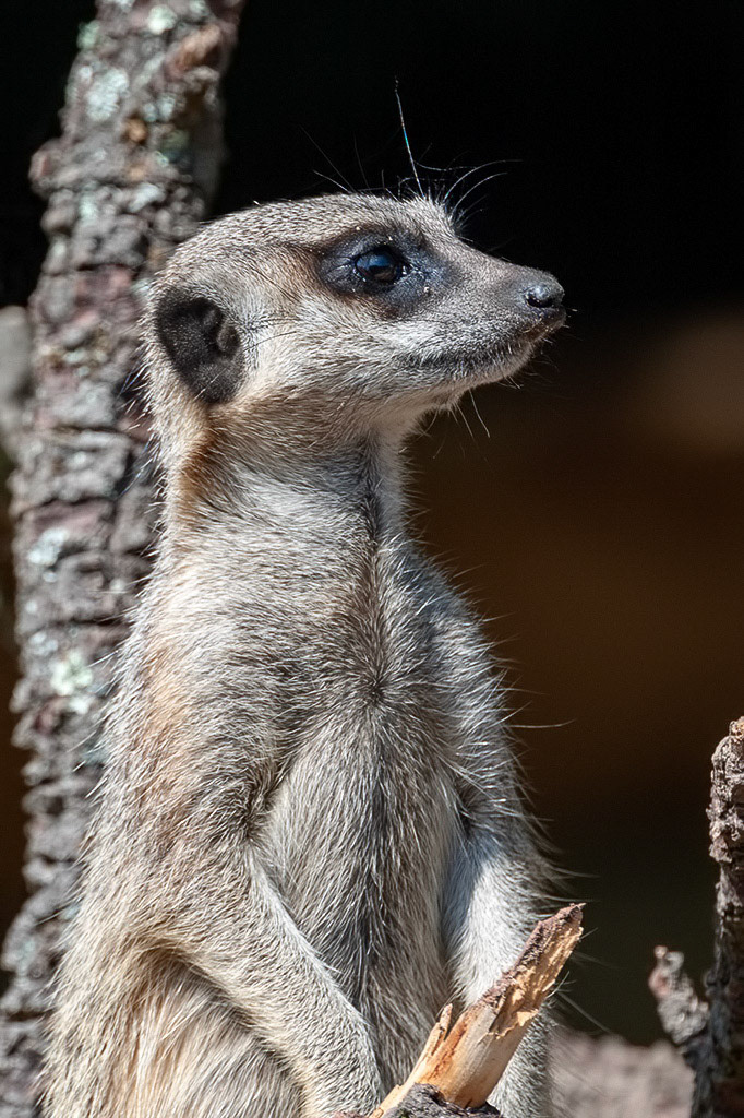 Meercat