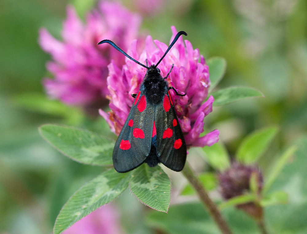 Narrow-bordered Five-spot Burnet Moth