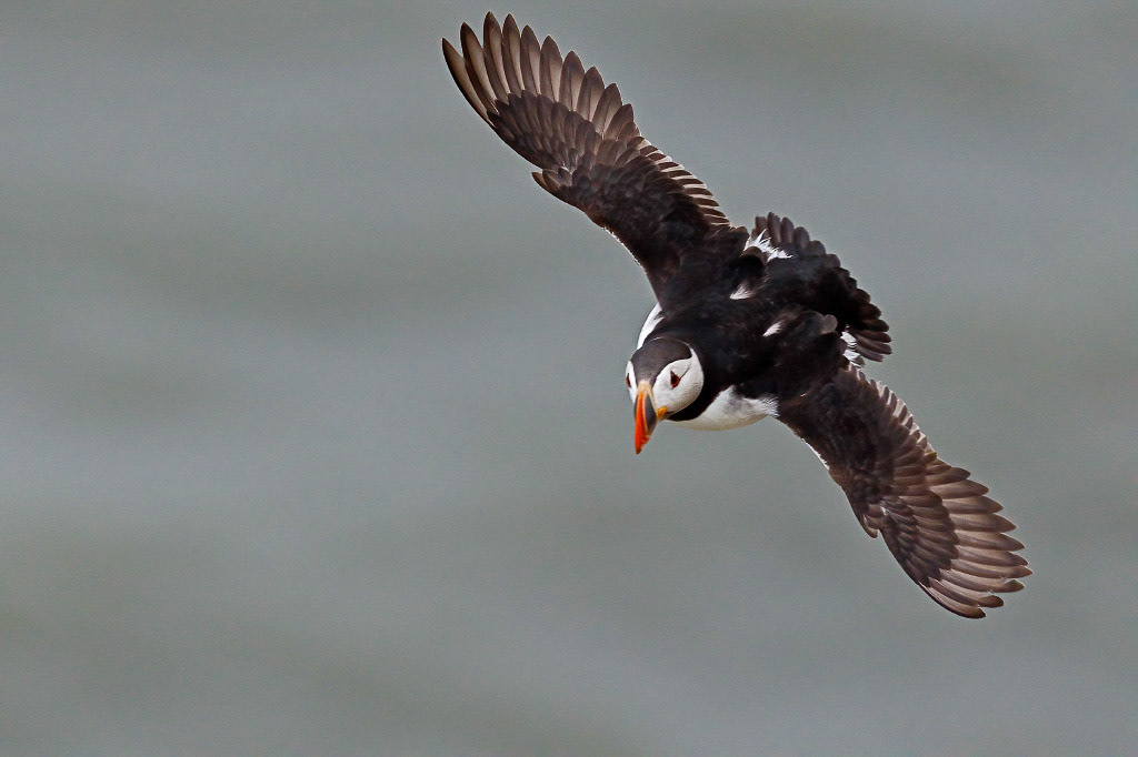Puffin
