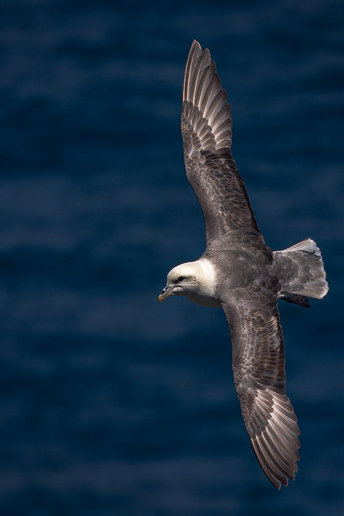Fulmar