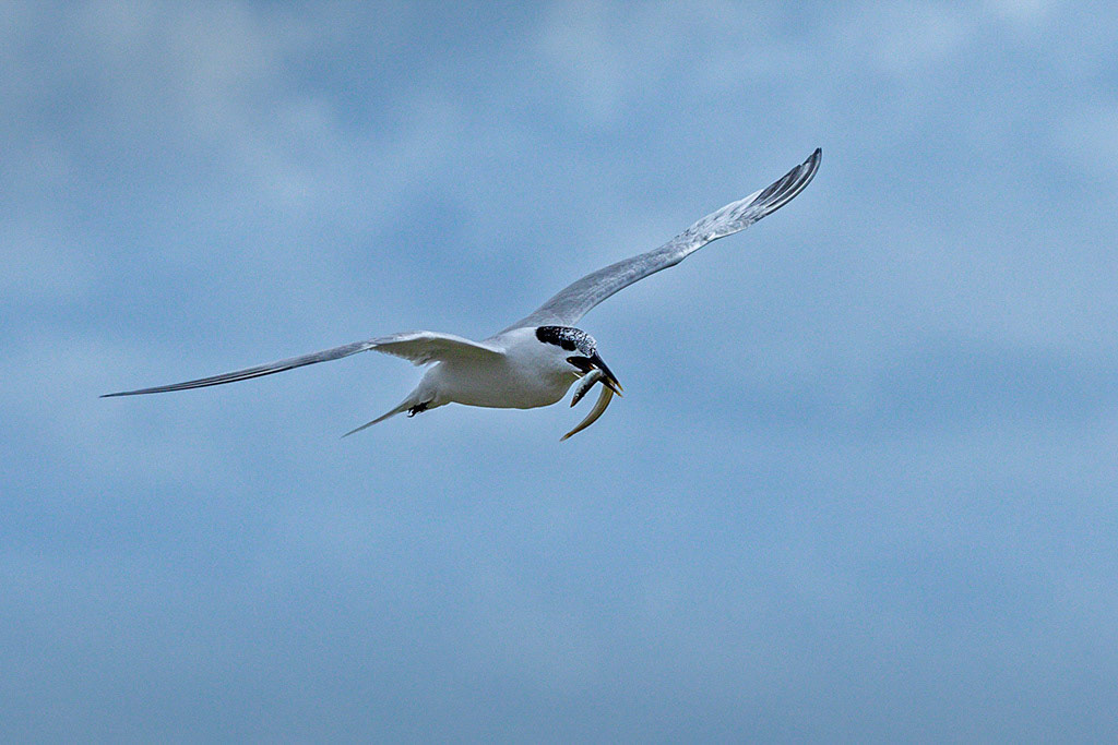Sandwich Tern
