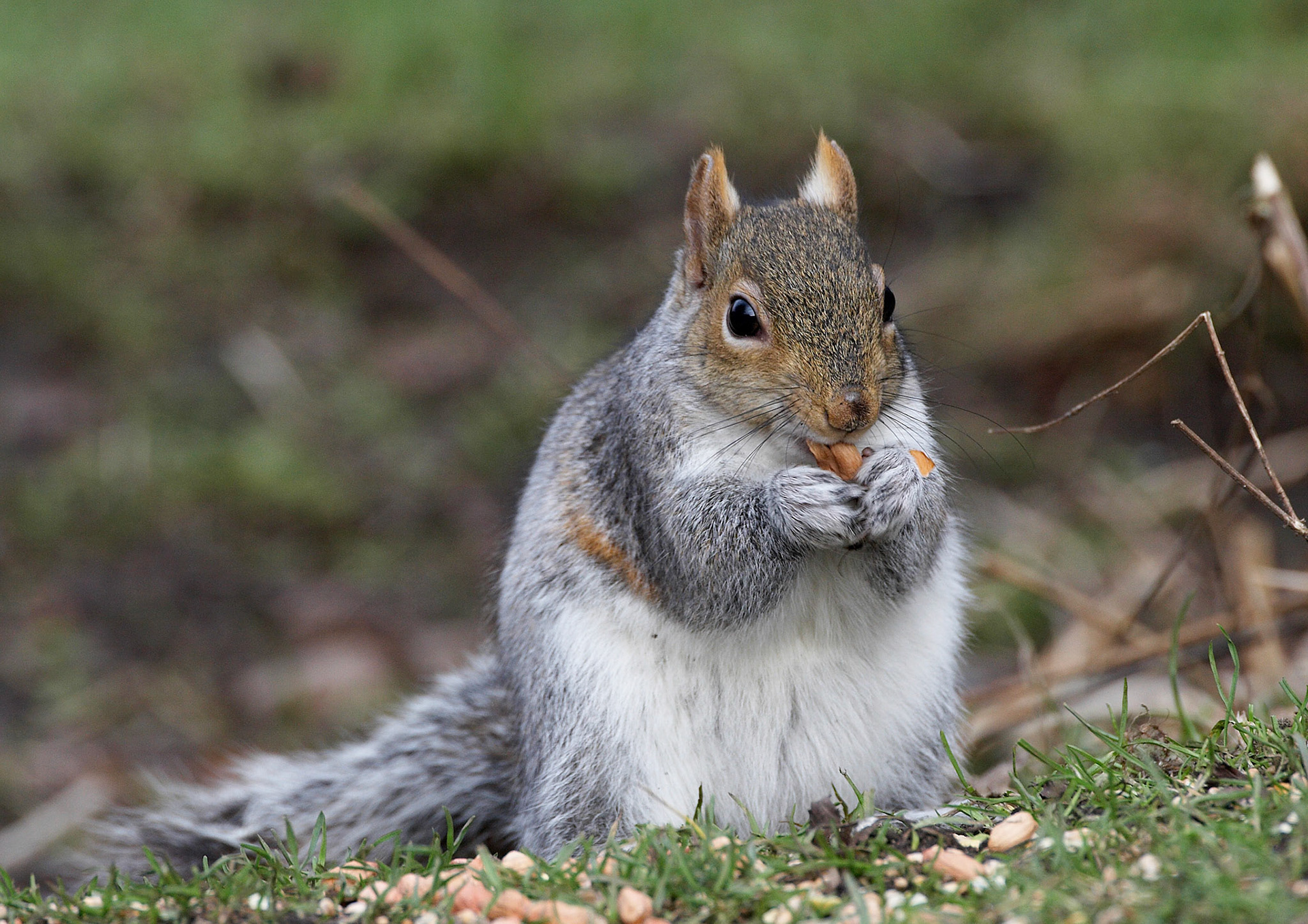Grey Squirrel