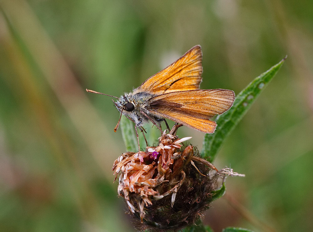 Small Skipper