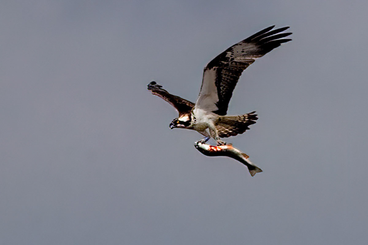 Osprey