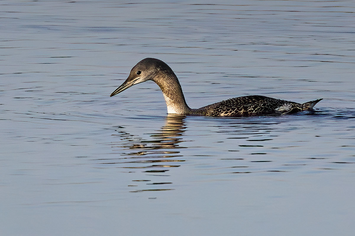 Red-throated Diver