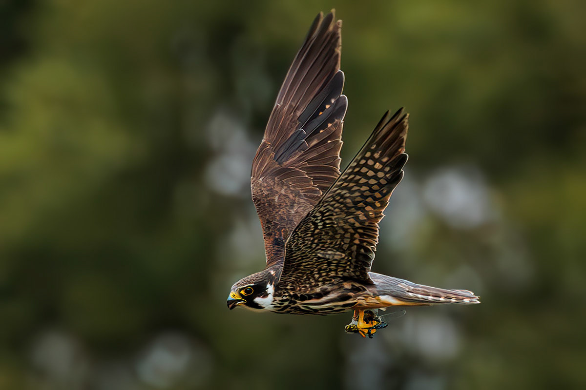 Hobby