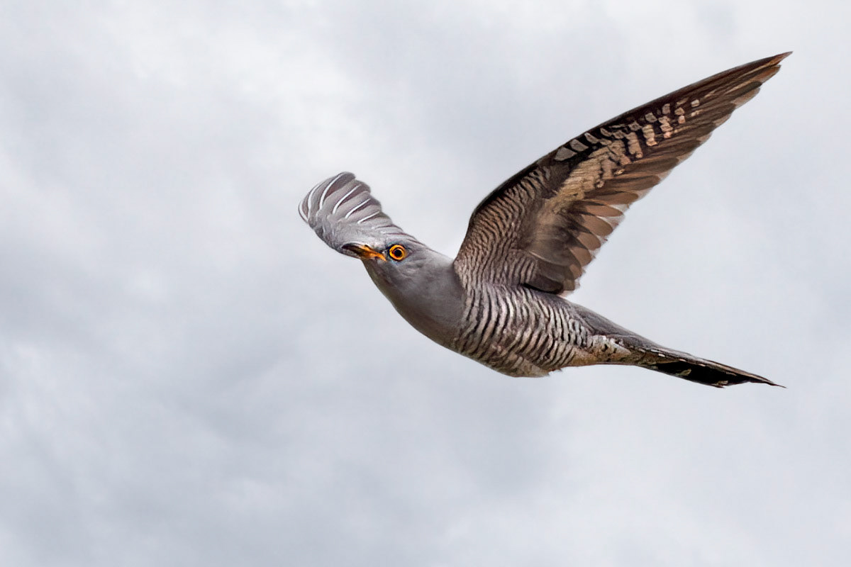 Cuckoo