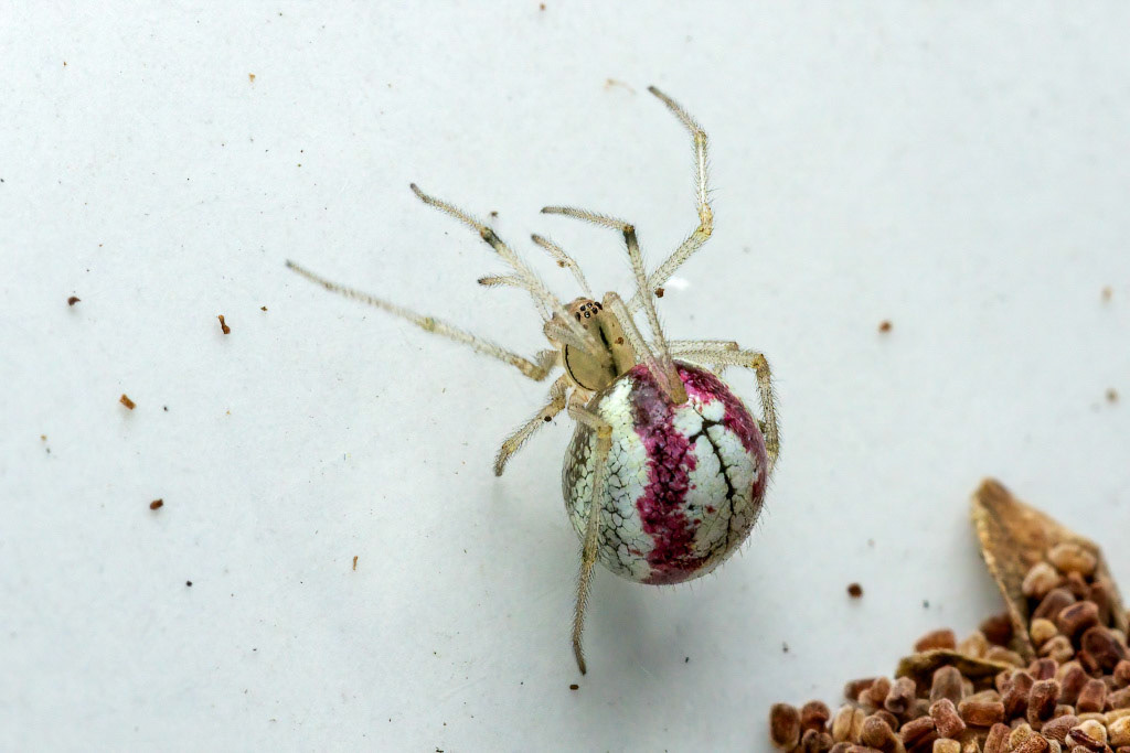 Common Candy-striped Spider