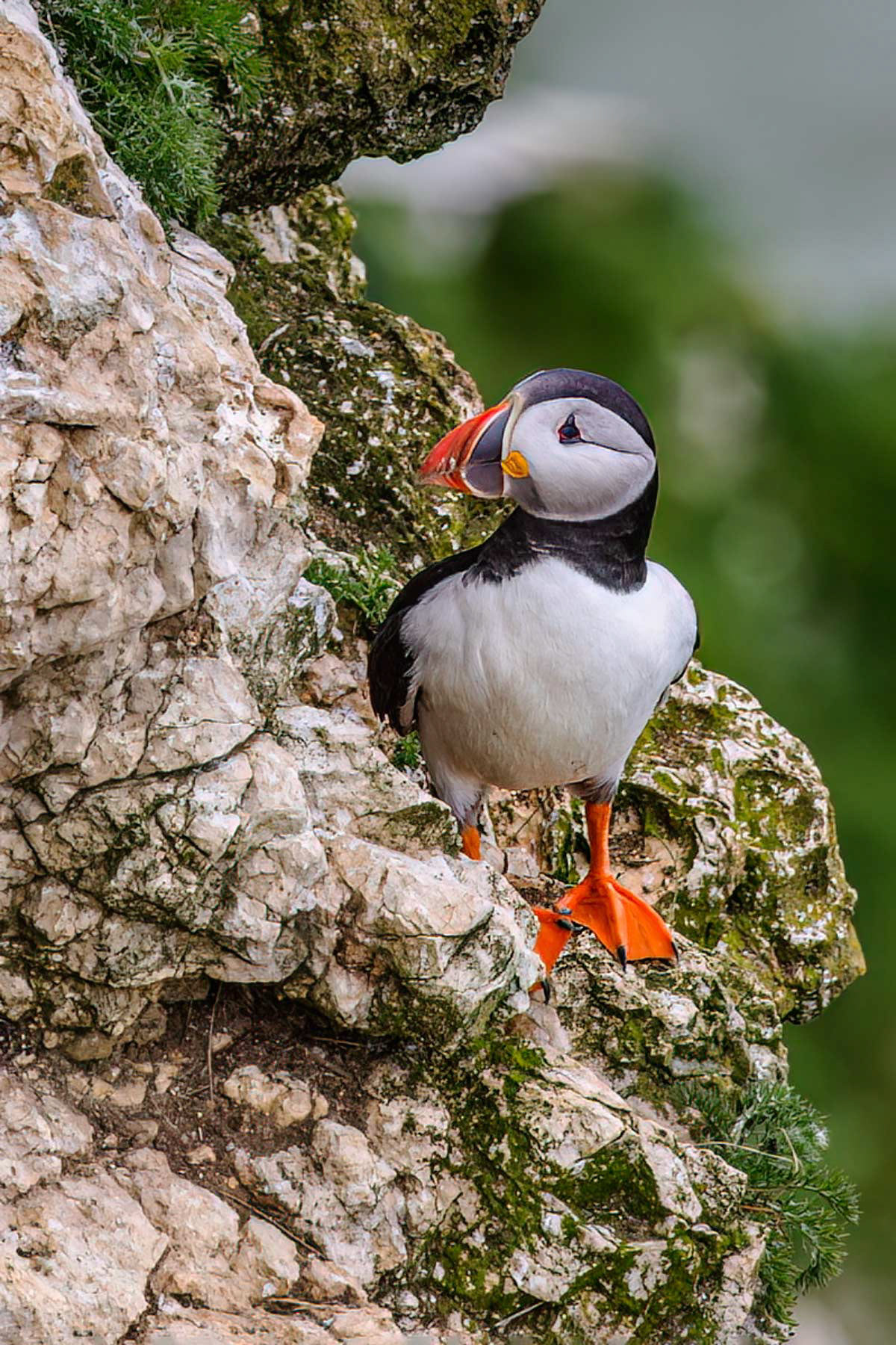 Puffin